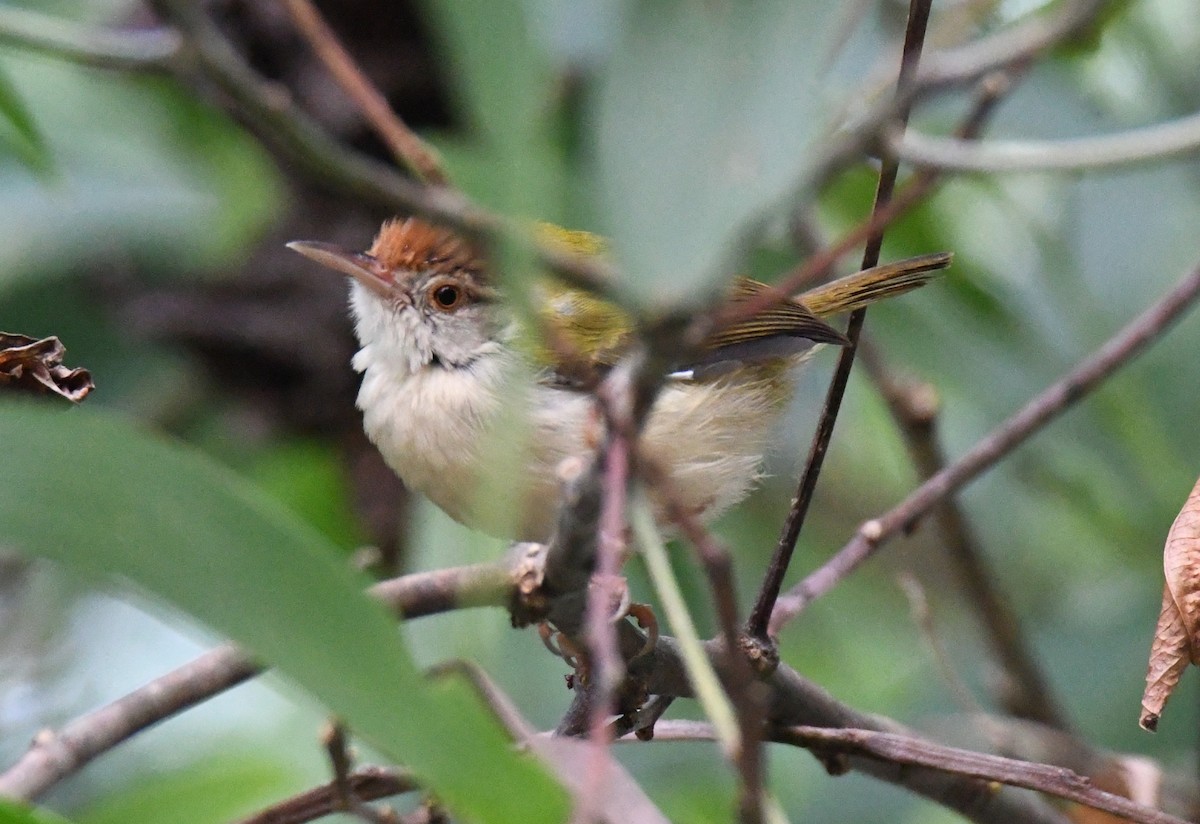 Common Tailorbird - ML647878758