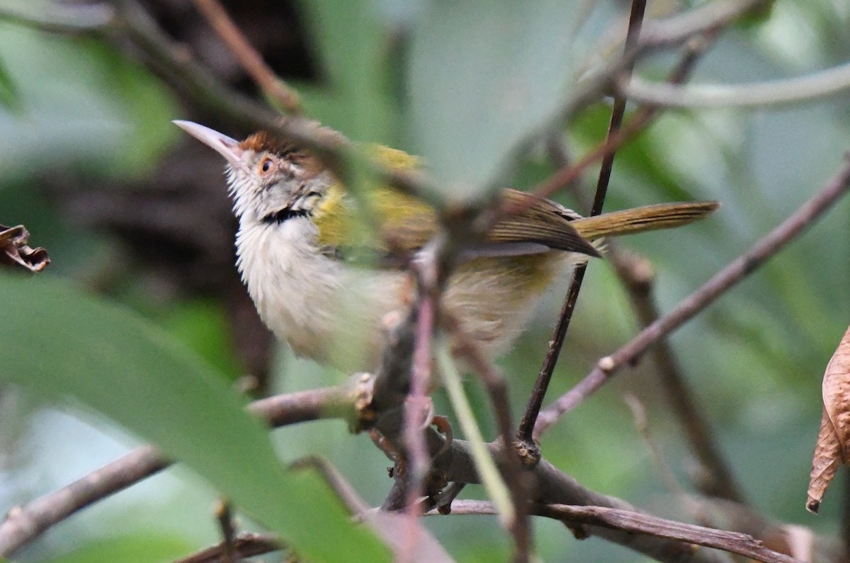 Common Tailorbird - ML647878764