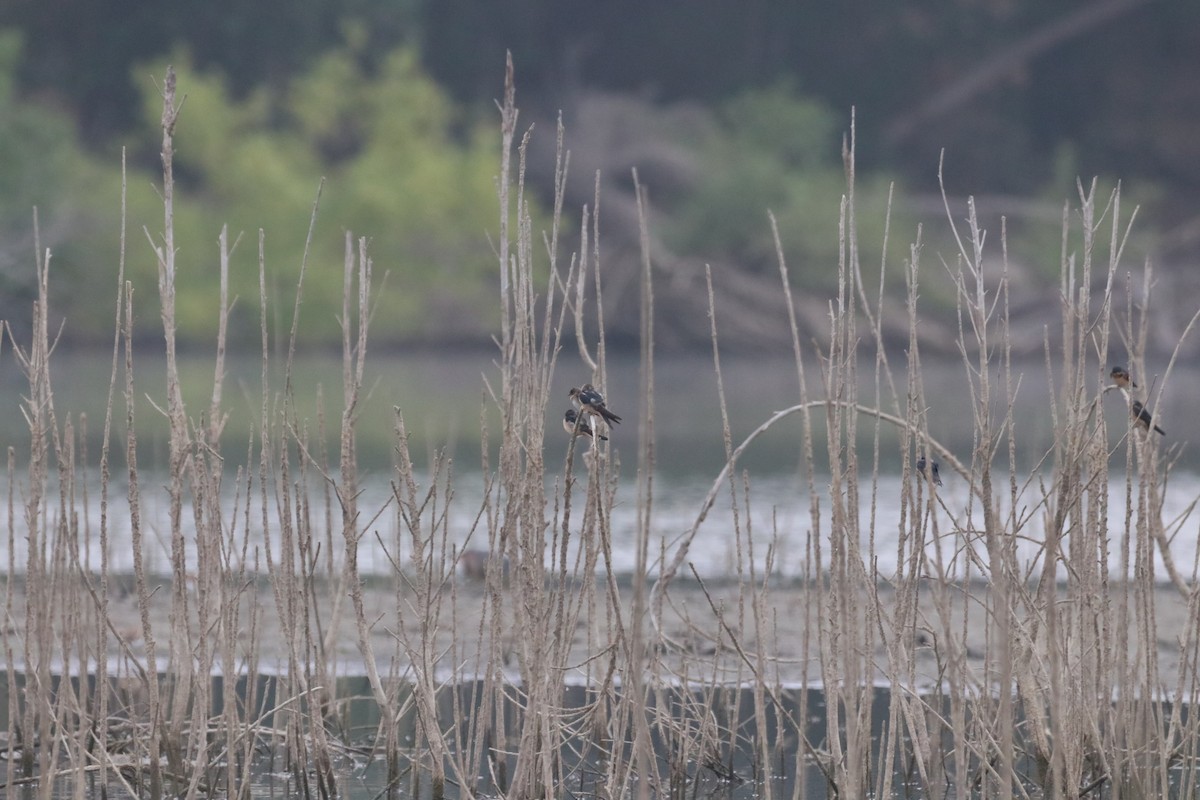 סנונית אמריקנית - ML647878773