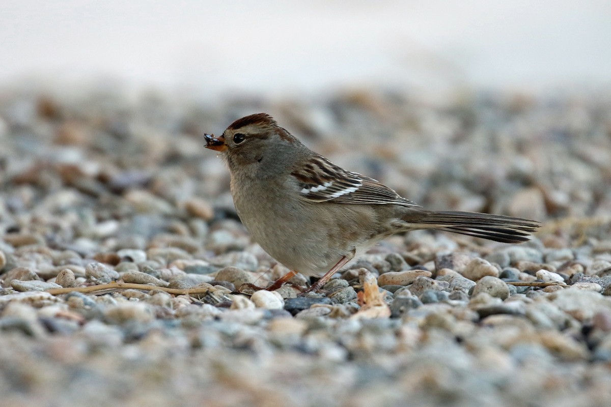 Белобровая овсянка - ML647878850