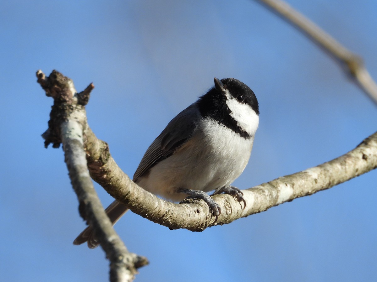 Carolina Chickadee - ML647878853