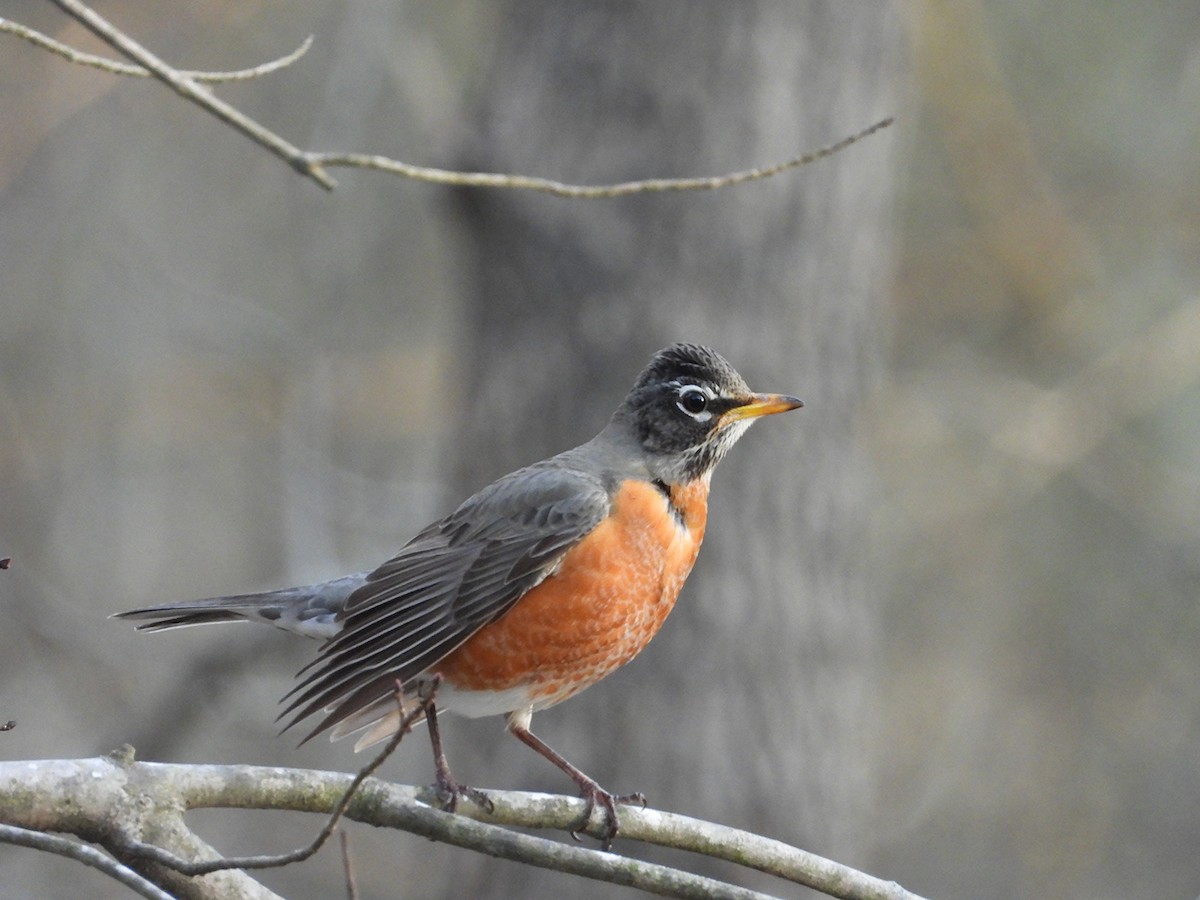 American Robin - ML647878872