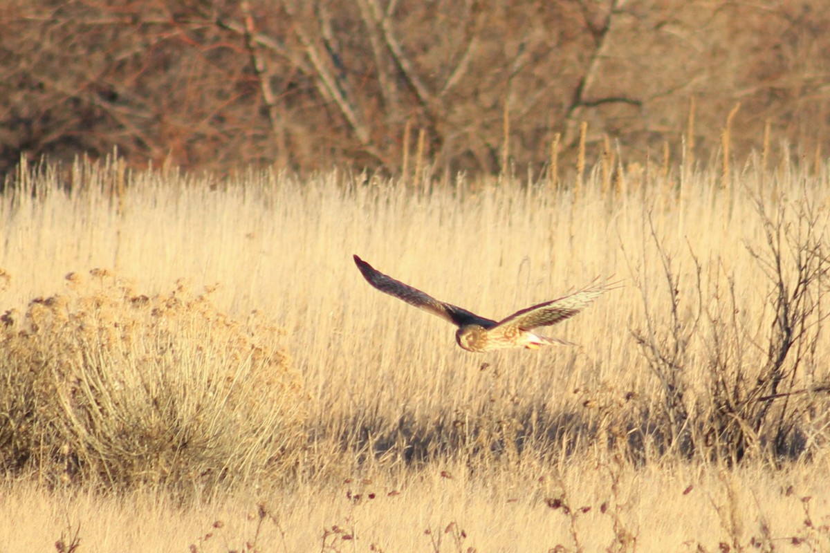 Northern Harrier - ML647878874
