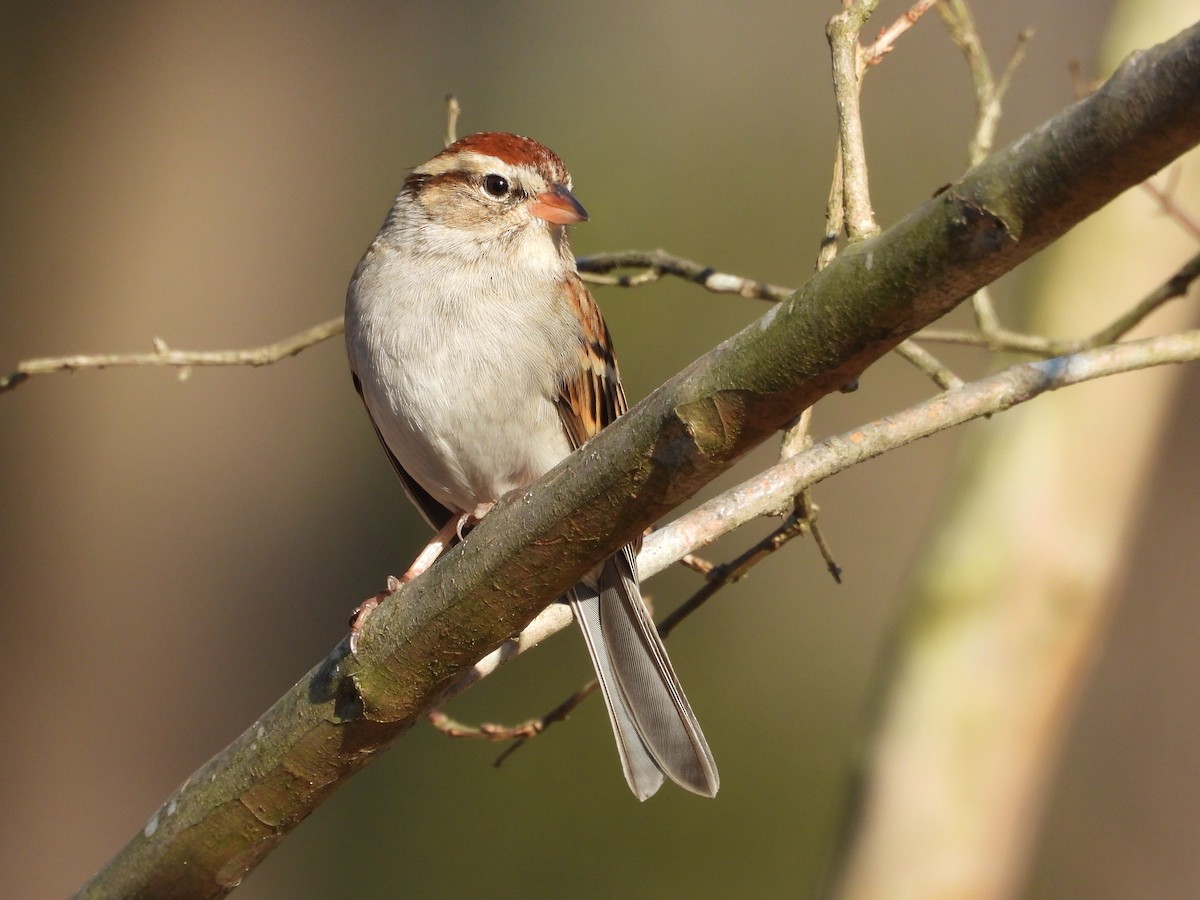 Chipping Sparrow - ML647878880