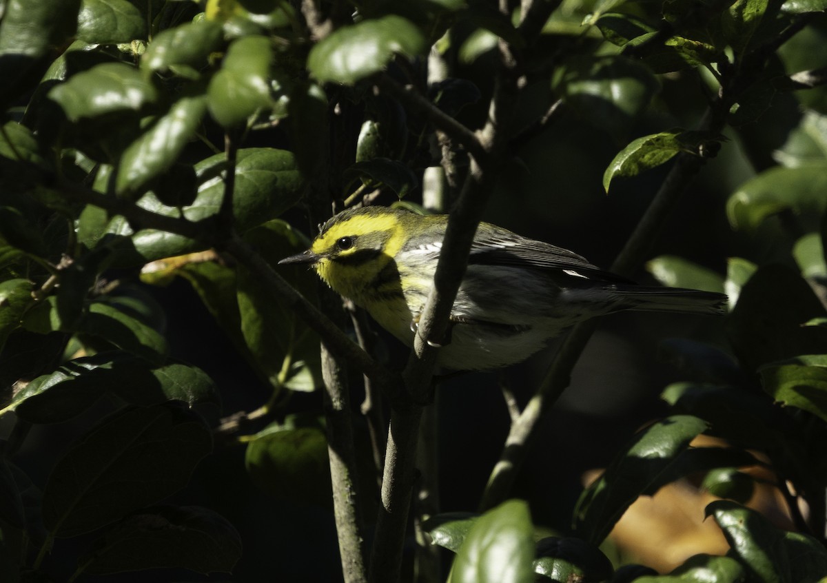 Townsend's Warbler - ML647878914