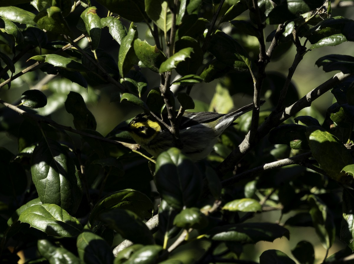 Townsend's Warbler - ML647878915