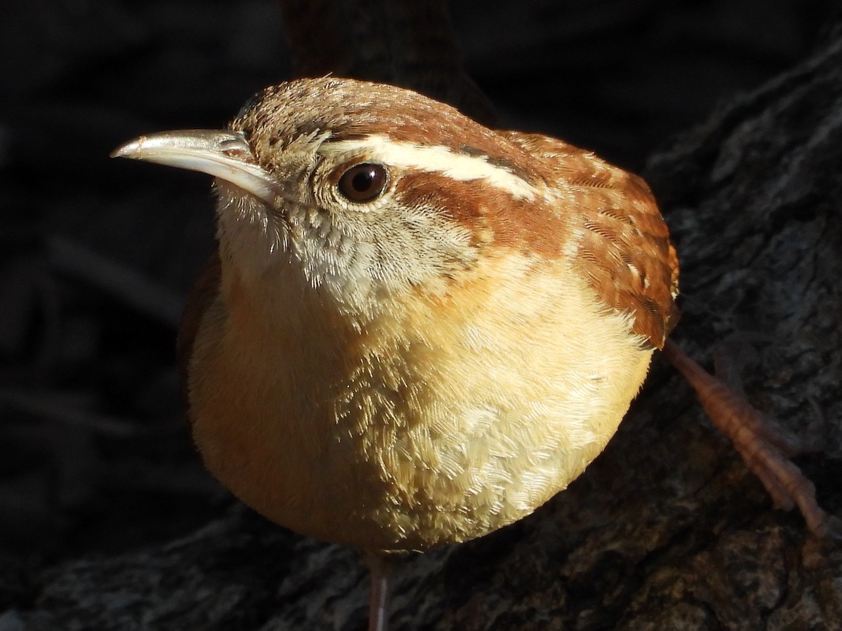Carolina Wren - ML647878917