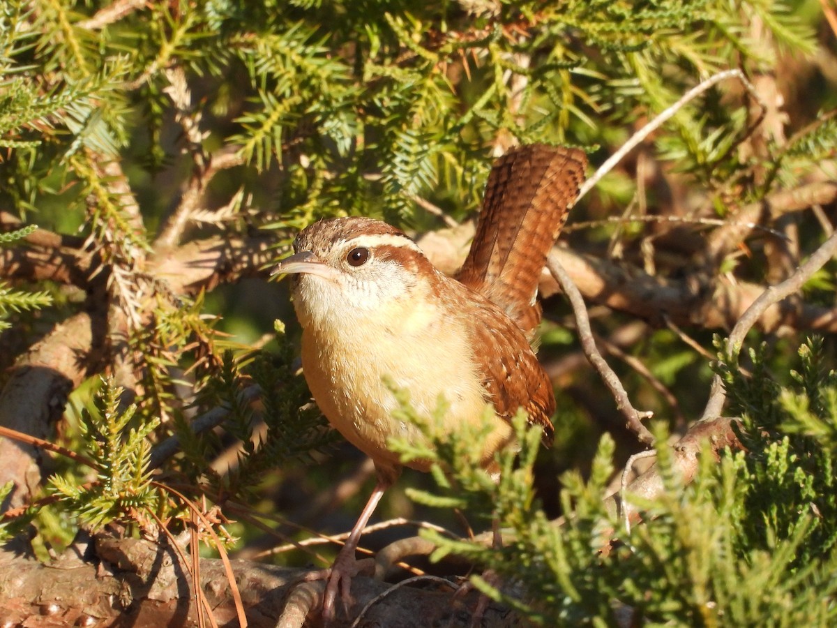 Carolina Wren - ML647878923