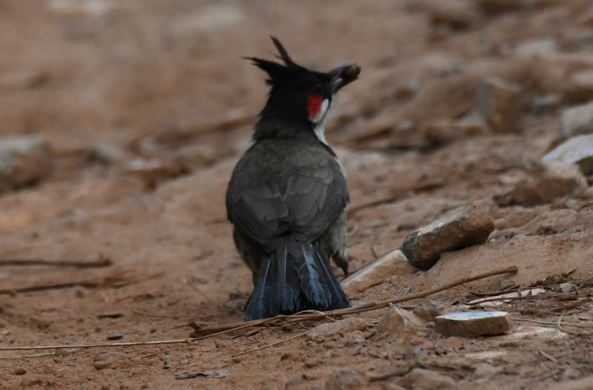Red-whiskered Bulbul - ML647878957
