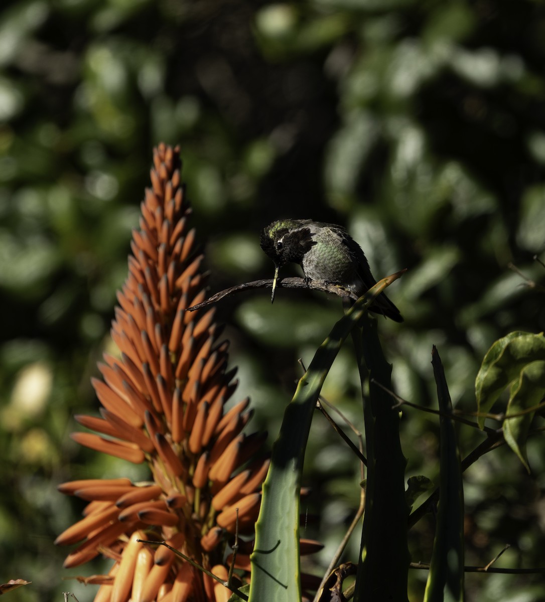 Anna's Hummingbird - ML647878960