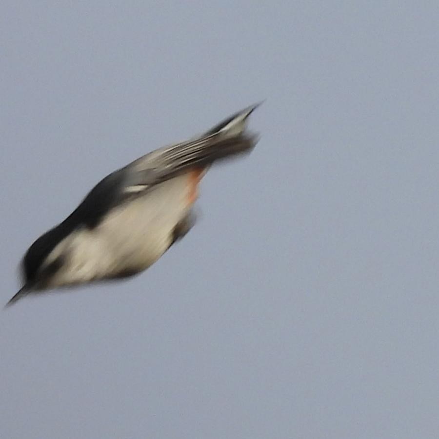 White-breasted Nuthatch - ML647878961