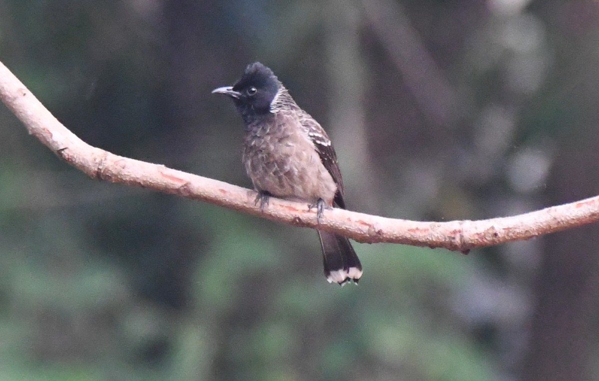 Bulbul ipurgorria - ML647878963