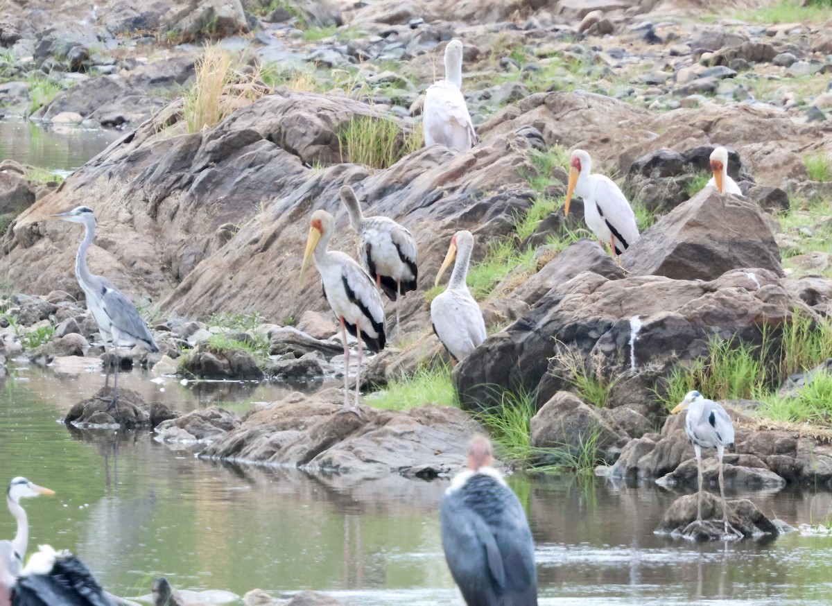 Tantalo afrikarra - ML647878964