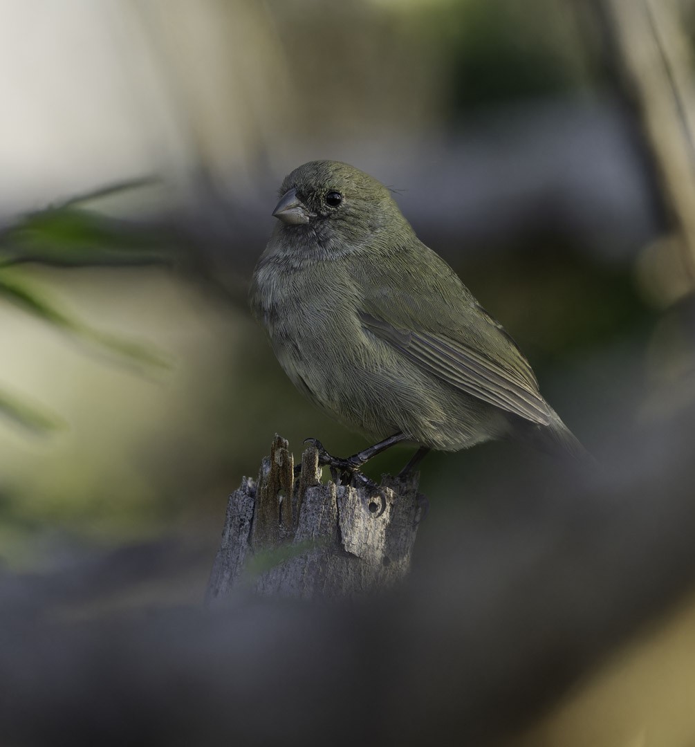 Black-faced Grassquit - ML647878969
