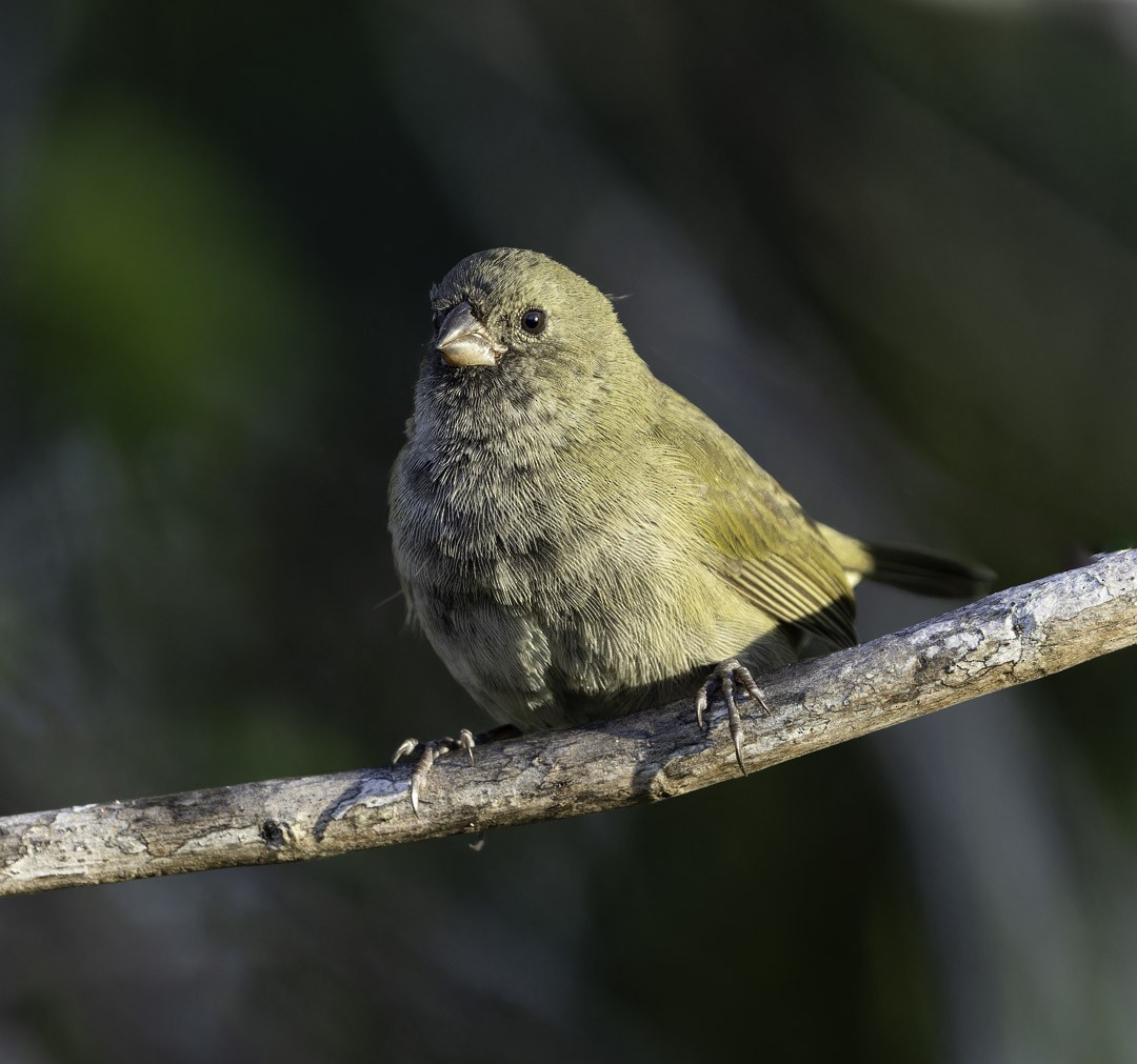 Black-faced Grassquit - ML647878970