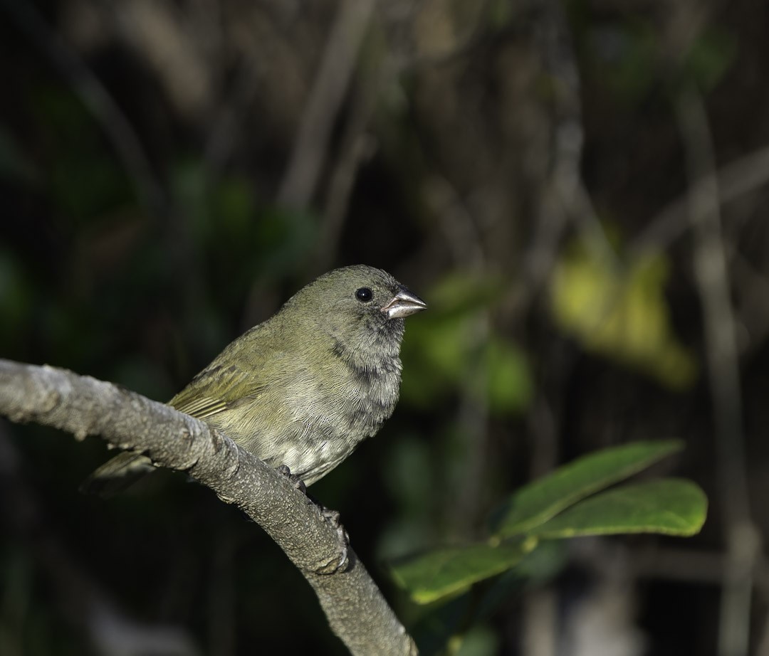 Black-faced Grassquit - ML647878971