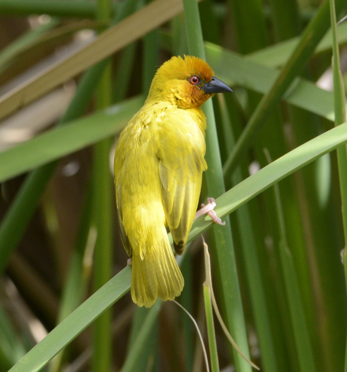African Golden-Weaver - ML647878972