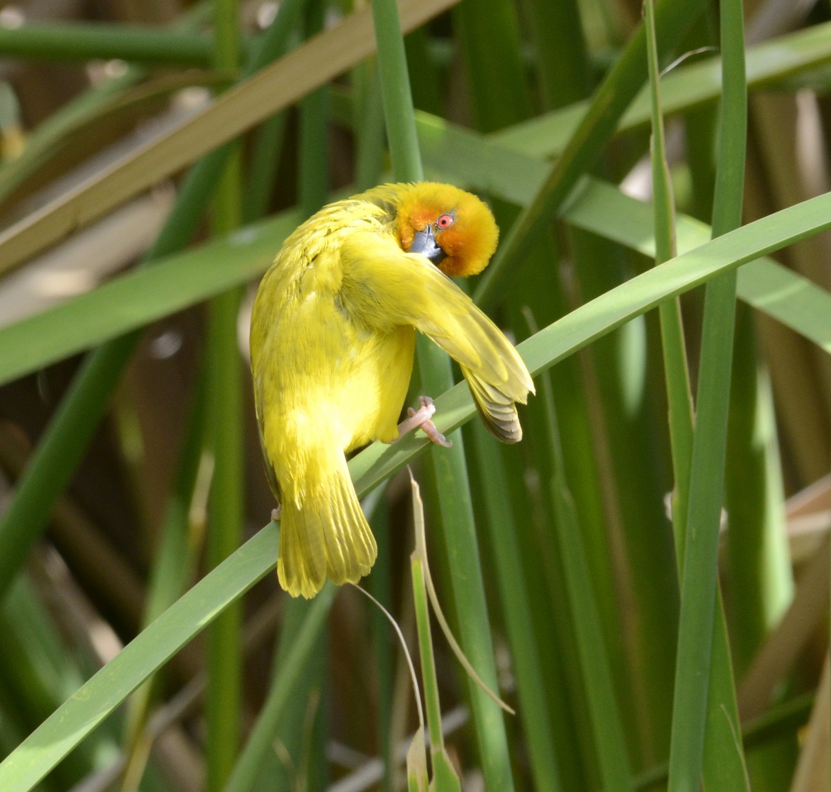 African Golden-Weaver - ML647878973