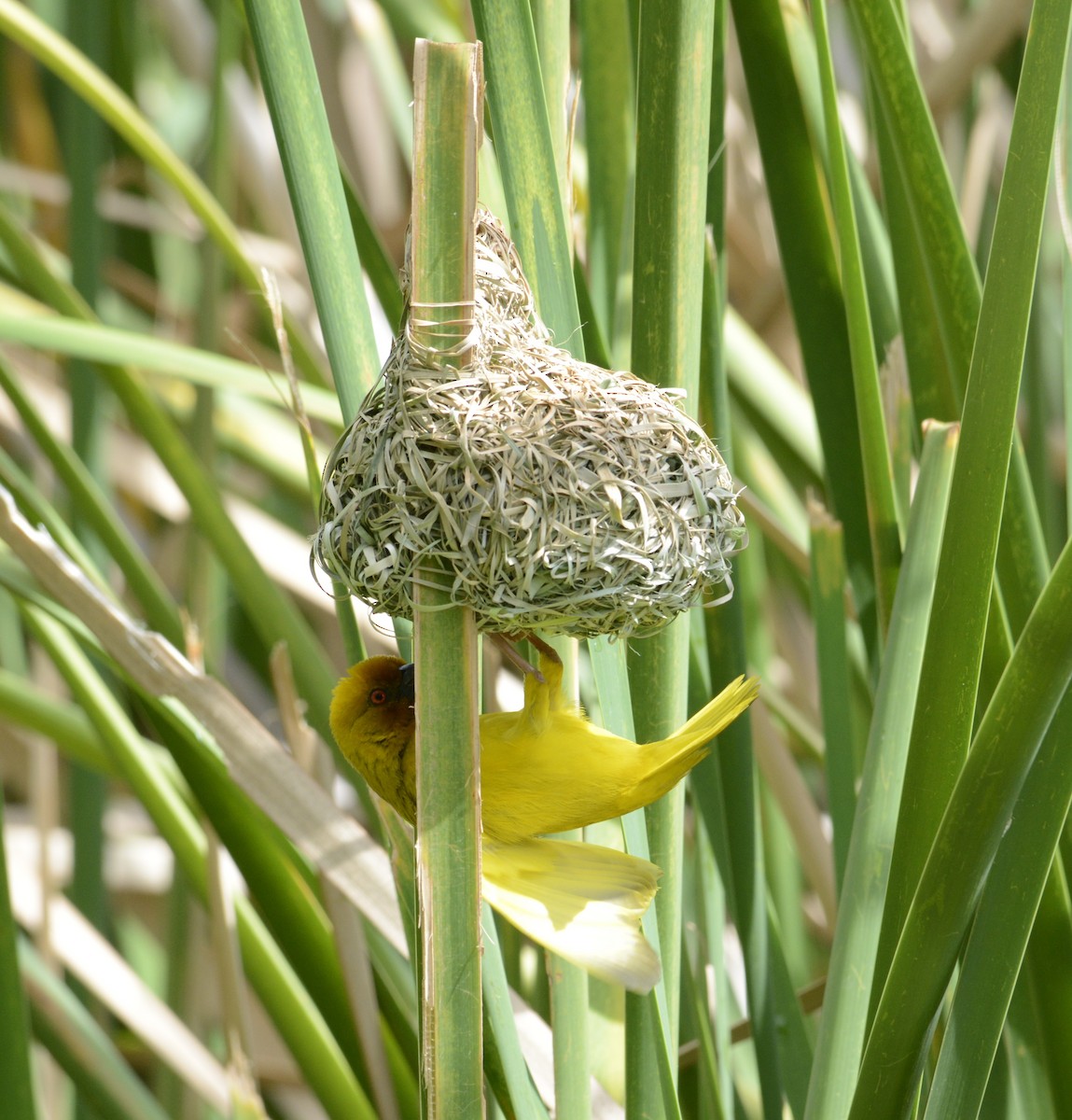 African Golden-Weaver - ML647878974