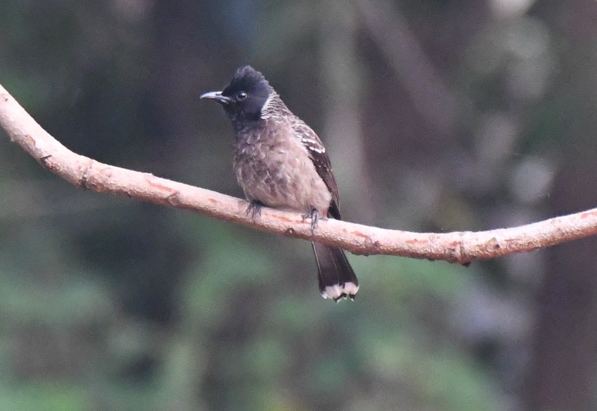 Bulbul ipurgorria - ML647878975