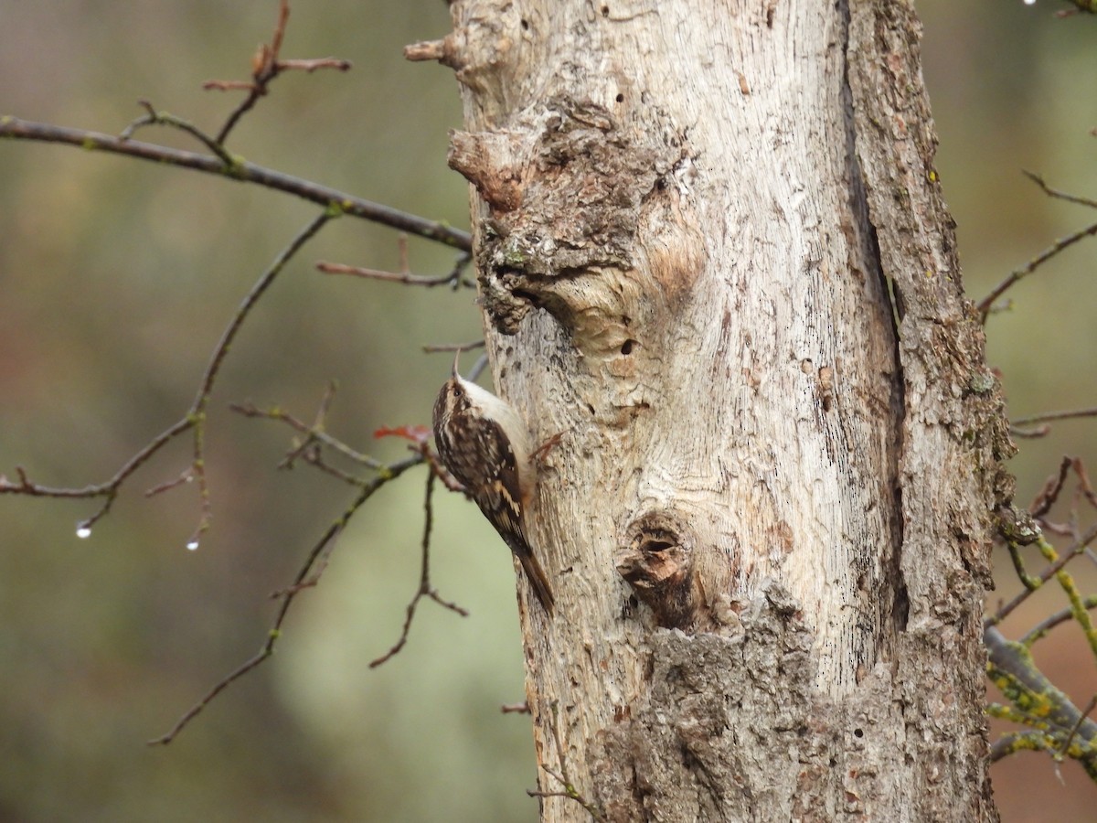 Gerri-txori amerikarra - ML647878976