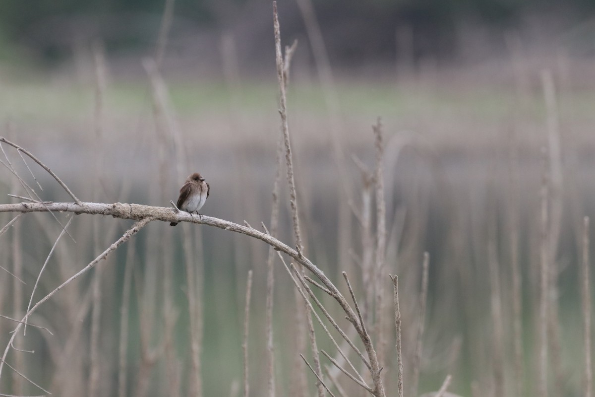 Enara arrunta - ML647878977