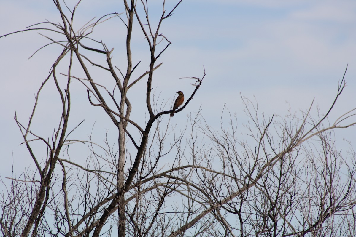 Lurmuturreko berdantza - ML647878978