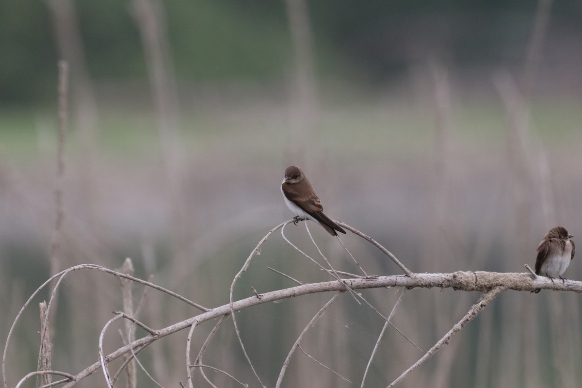 Enara arrunta - ML647878979