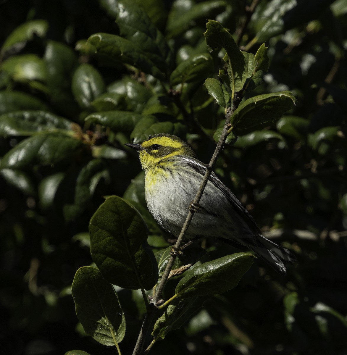Townsend's Warbler - ML647878982