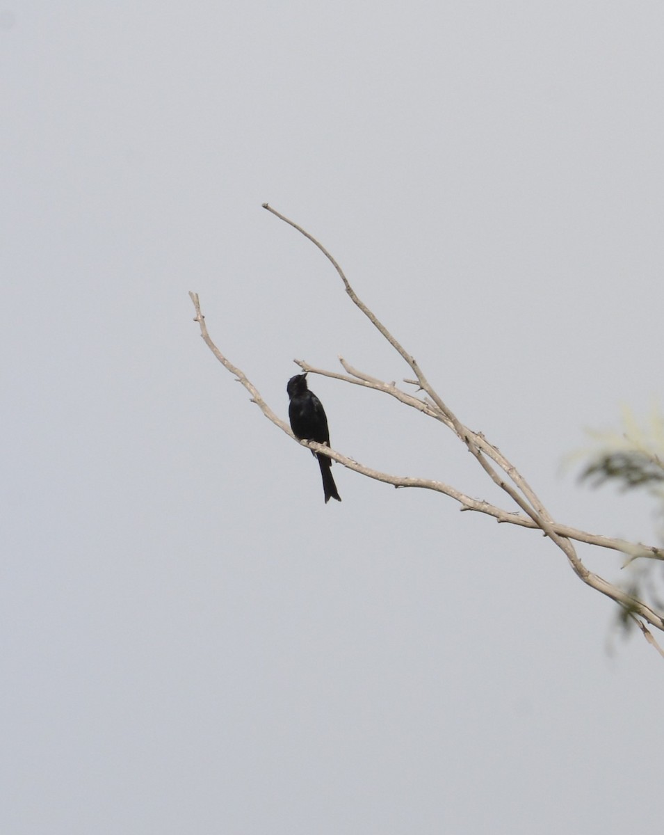 Fork-tailed Drongo - ML647878984