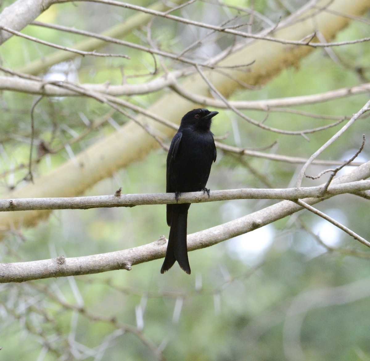 Fork-tailed Drongo - ML647878985