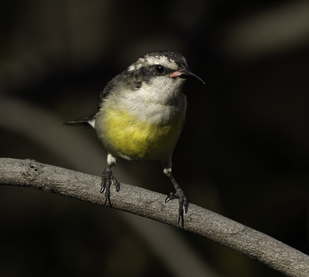 Bananaquit - ML647878987