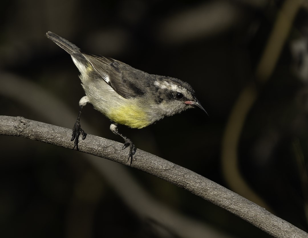 Bananaquit - ML647878988