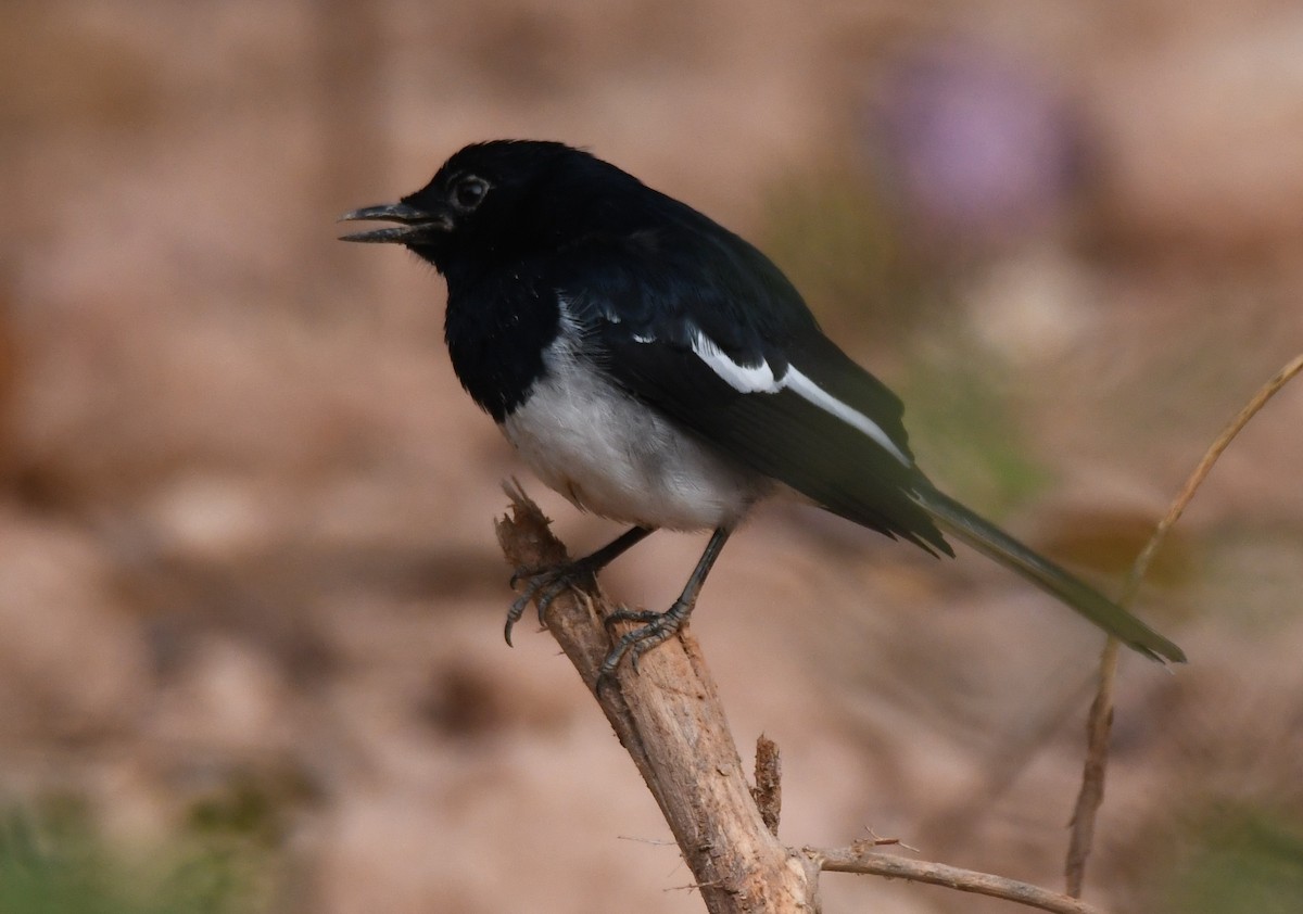 Oriental Magpie-Robin - ML647878990