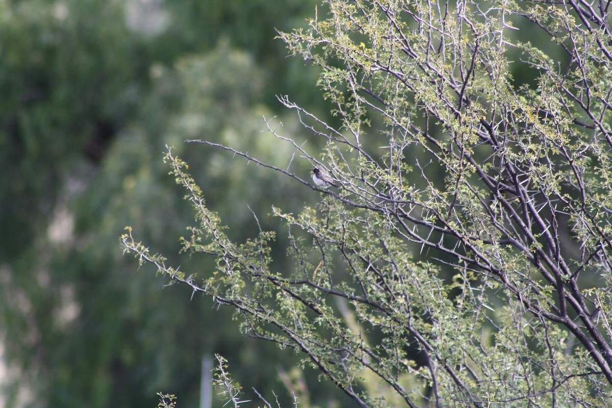 Dusky Sunbird - ML647878991