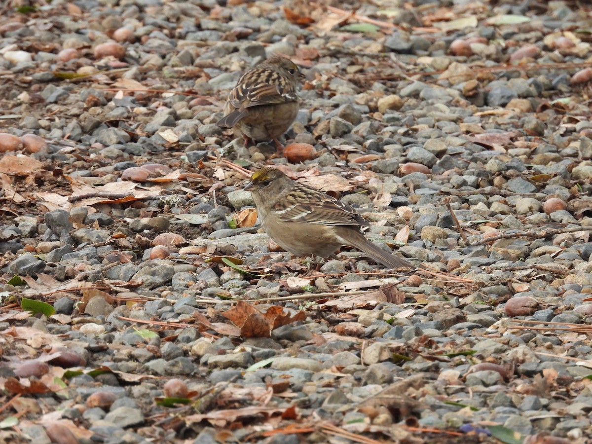 Golden-crowned Sparrow - ML647878992