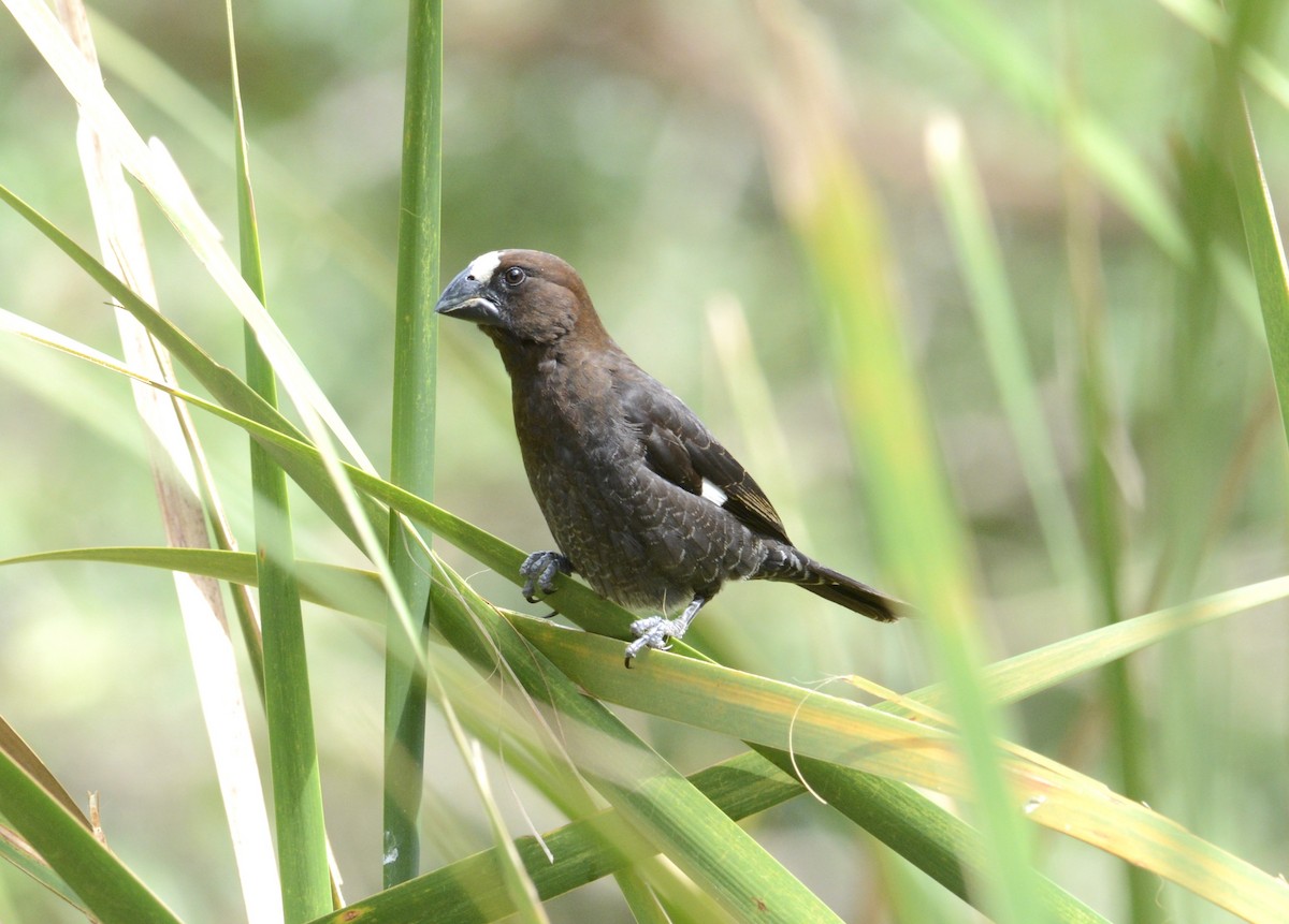 Grosbeak Weaver - ML647878993