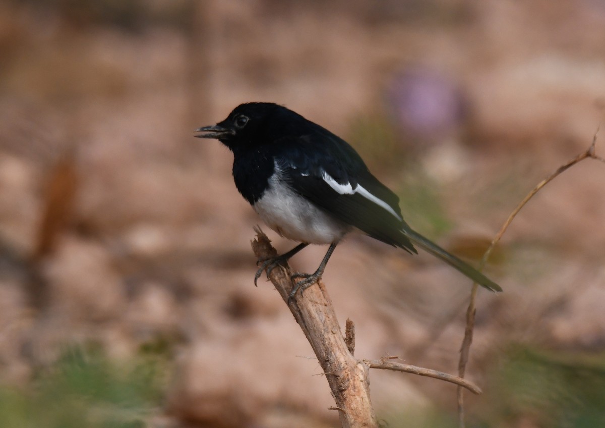 Oriental Magpie-Robin - ML647878994