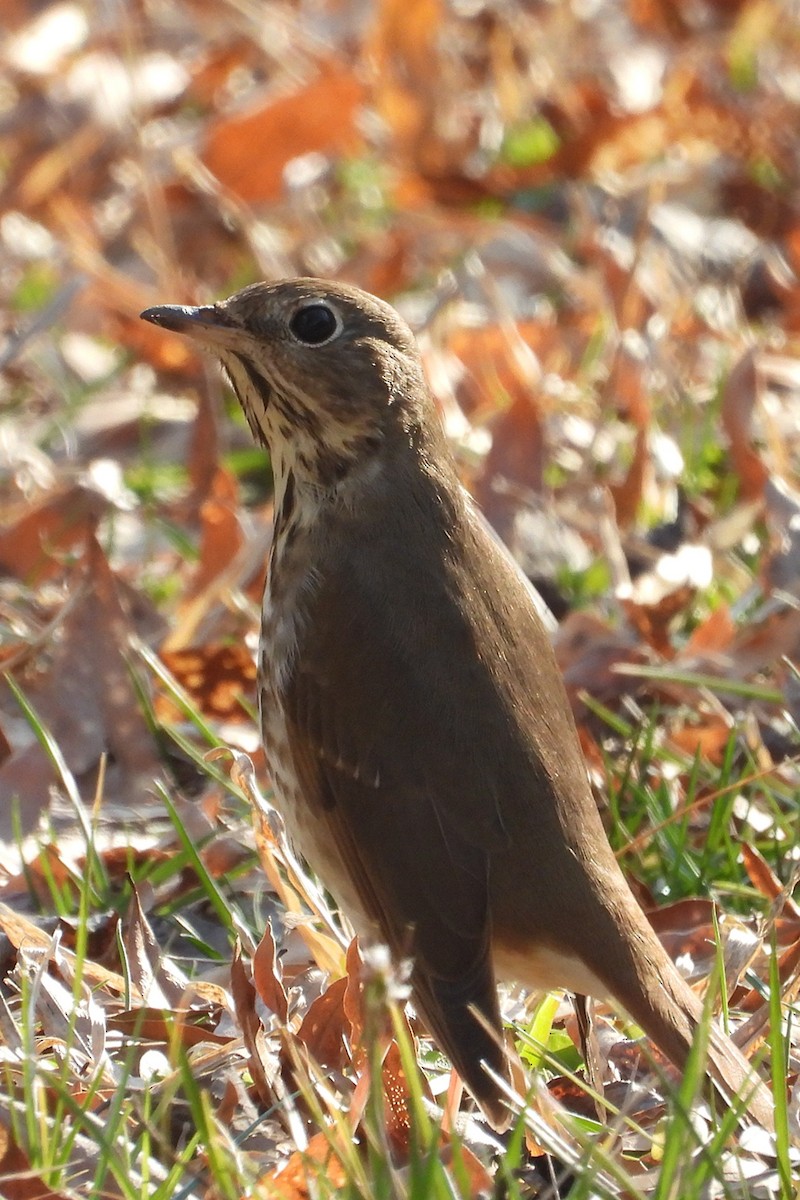 Hermit Thrush - ML647879022