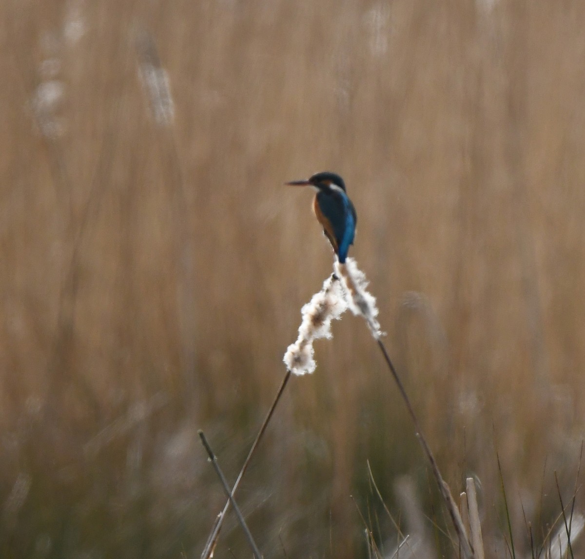 Common Kingfisher (Common) - ML647879024