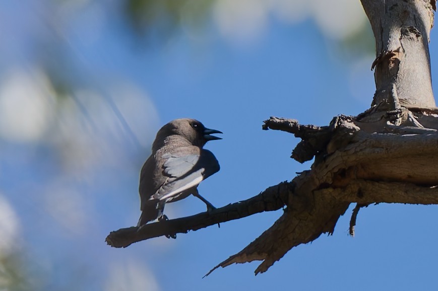 Dusky Woodswallow - ML647879027