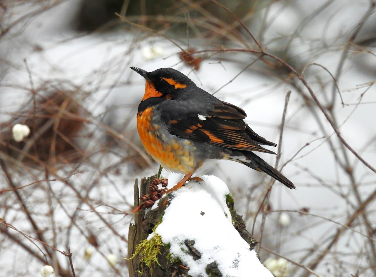 Varied Thrush - ML647879029