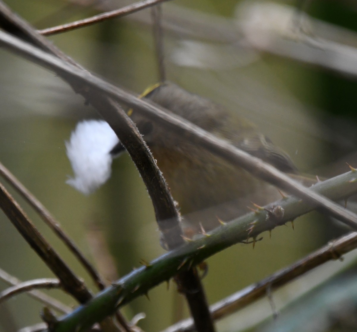 Goldcrest (European) - ML647879030