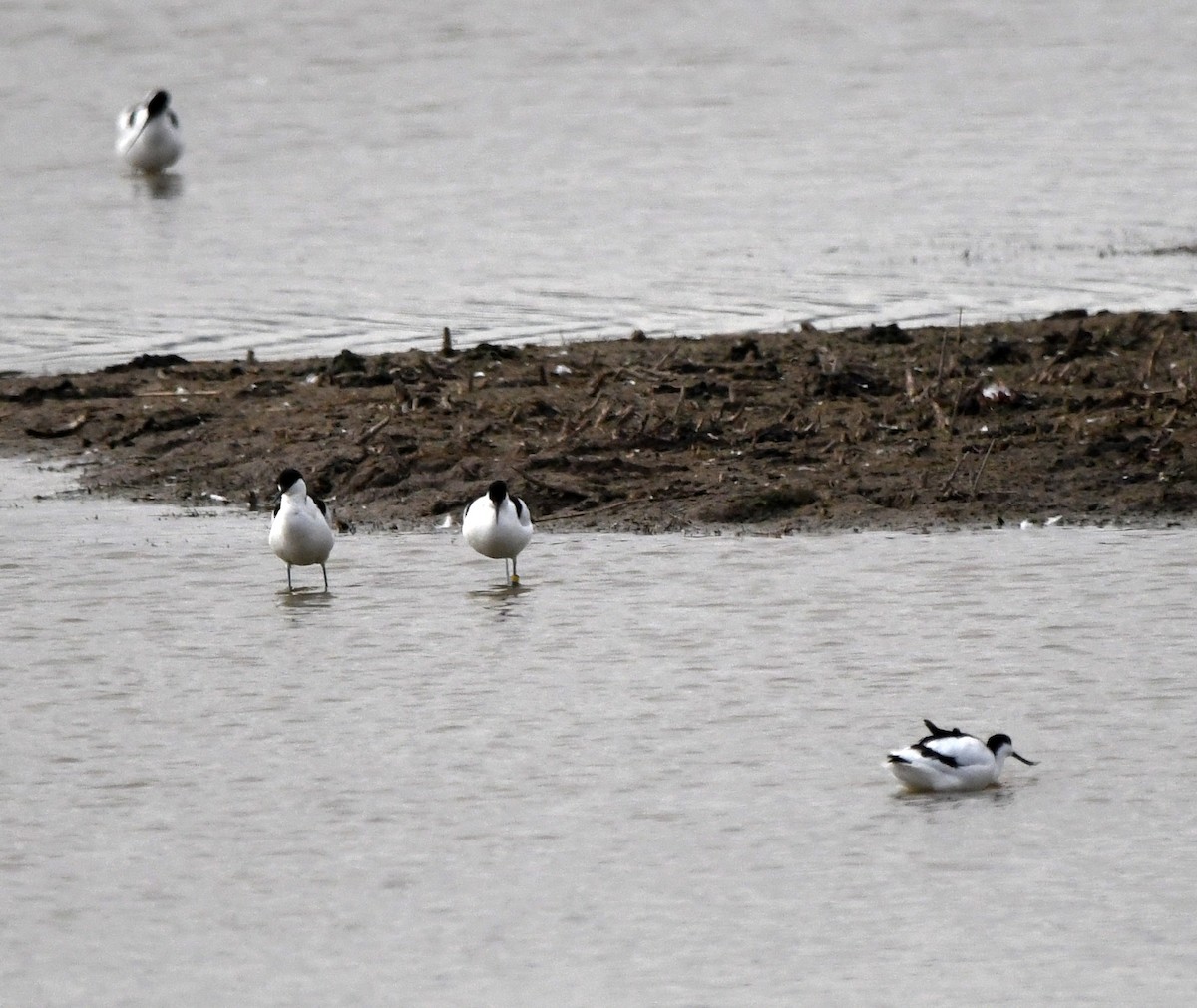 Pied Avocet - ML647879031