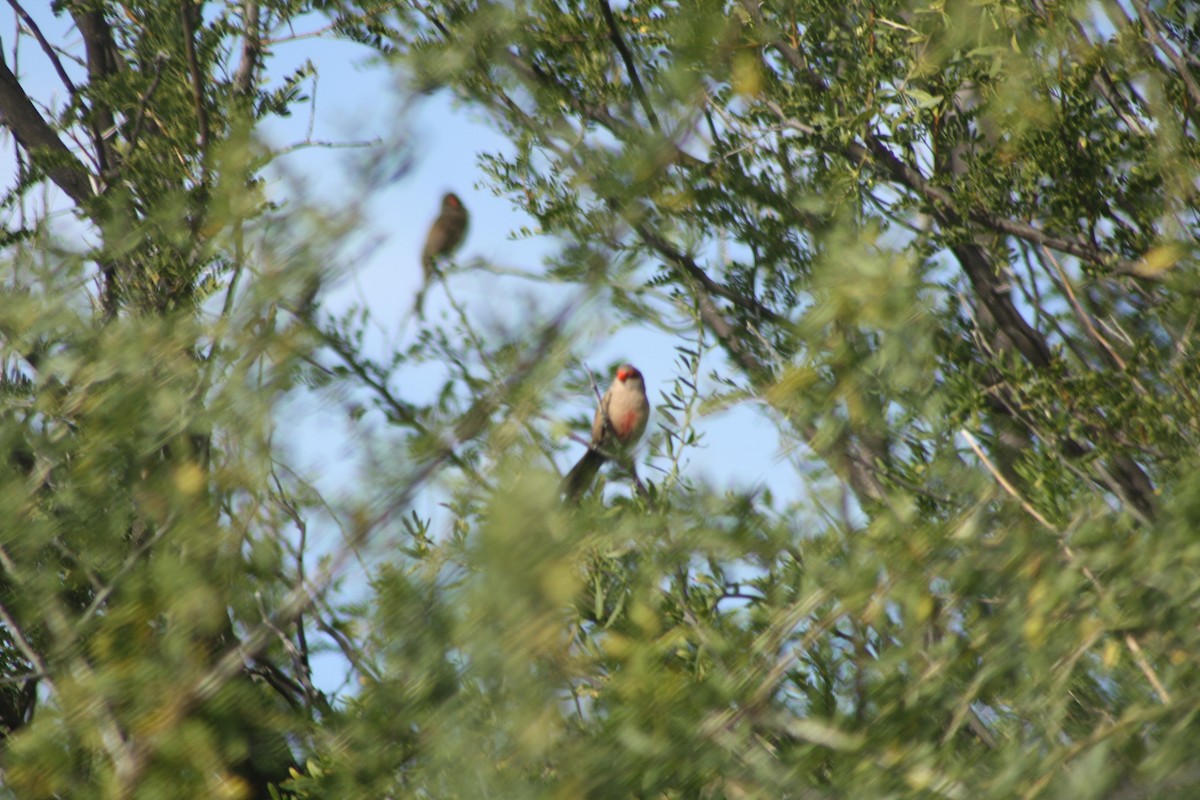 Common Waxbill - ML647879032