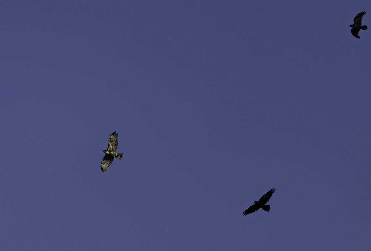 Red-tailed Hawk - ML647879033