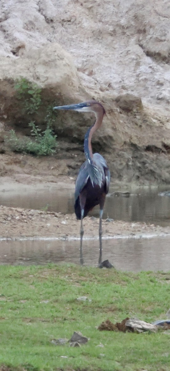 Goliath Heron - ML647879035