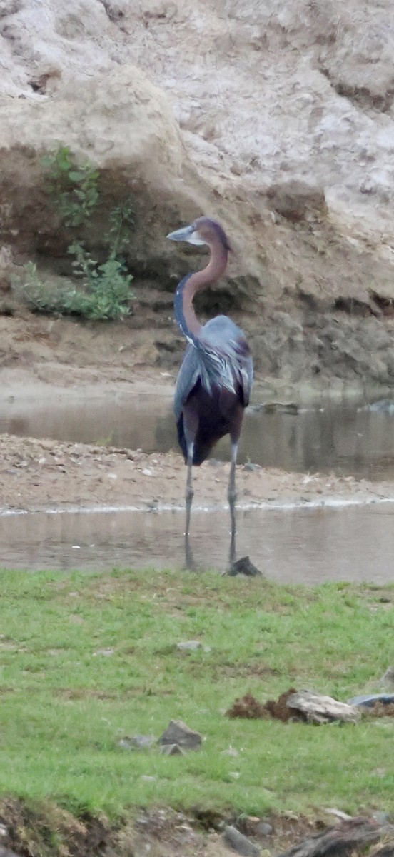Goliath Heron - ML647879036