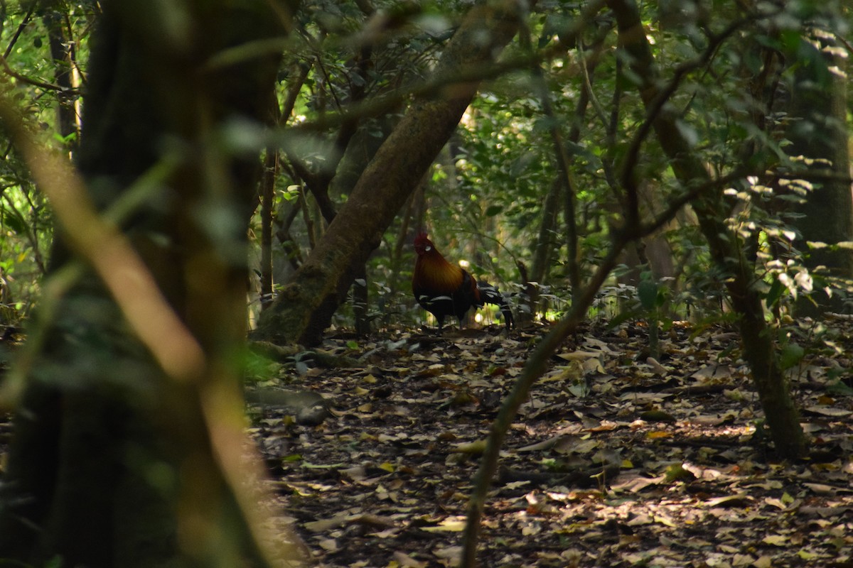 Red Junglefowl - ML647879039