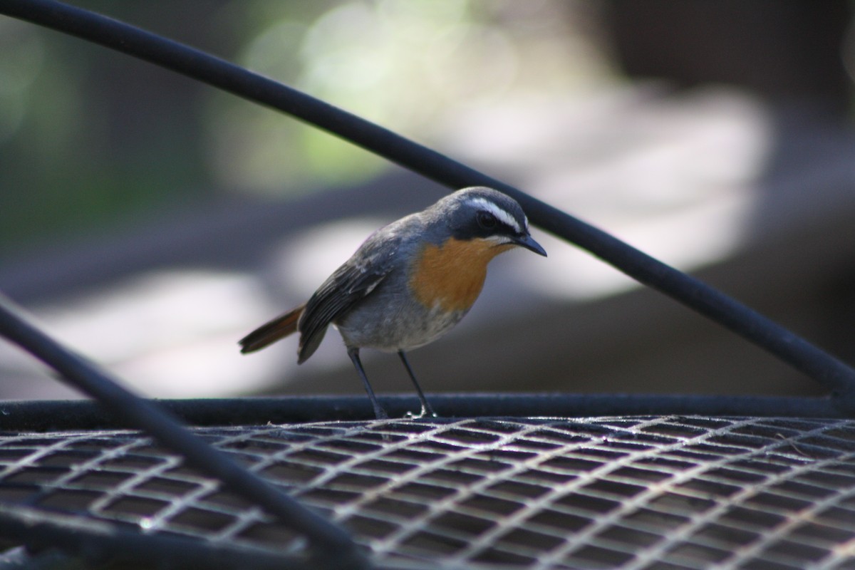 Cape Robin-Chat - ML647879040